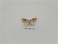 藏品(尺蛾620)的圖片